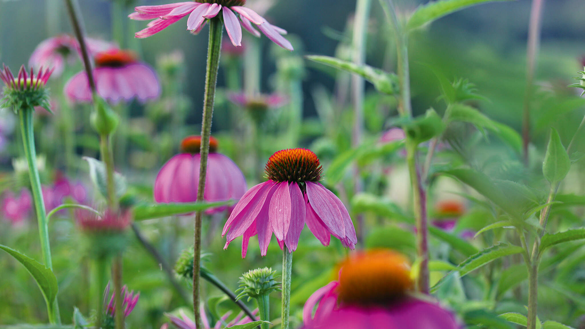 The purple coneflower (Echinacea purpurea), a member of the sunflower family, stimulates the immune system.