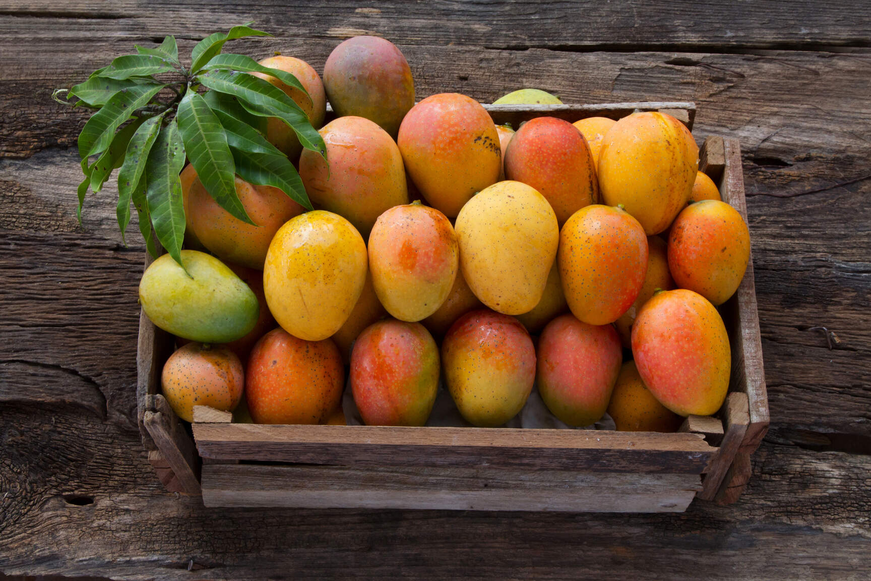 Dachser Mexico Keeps Mango Exports Flowing to Europe