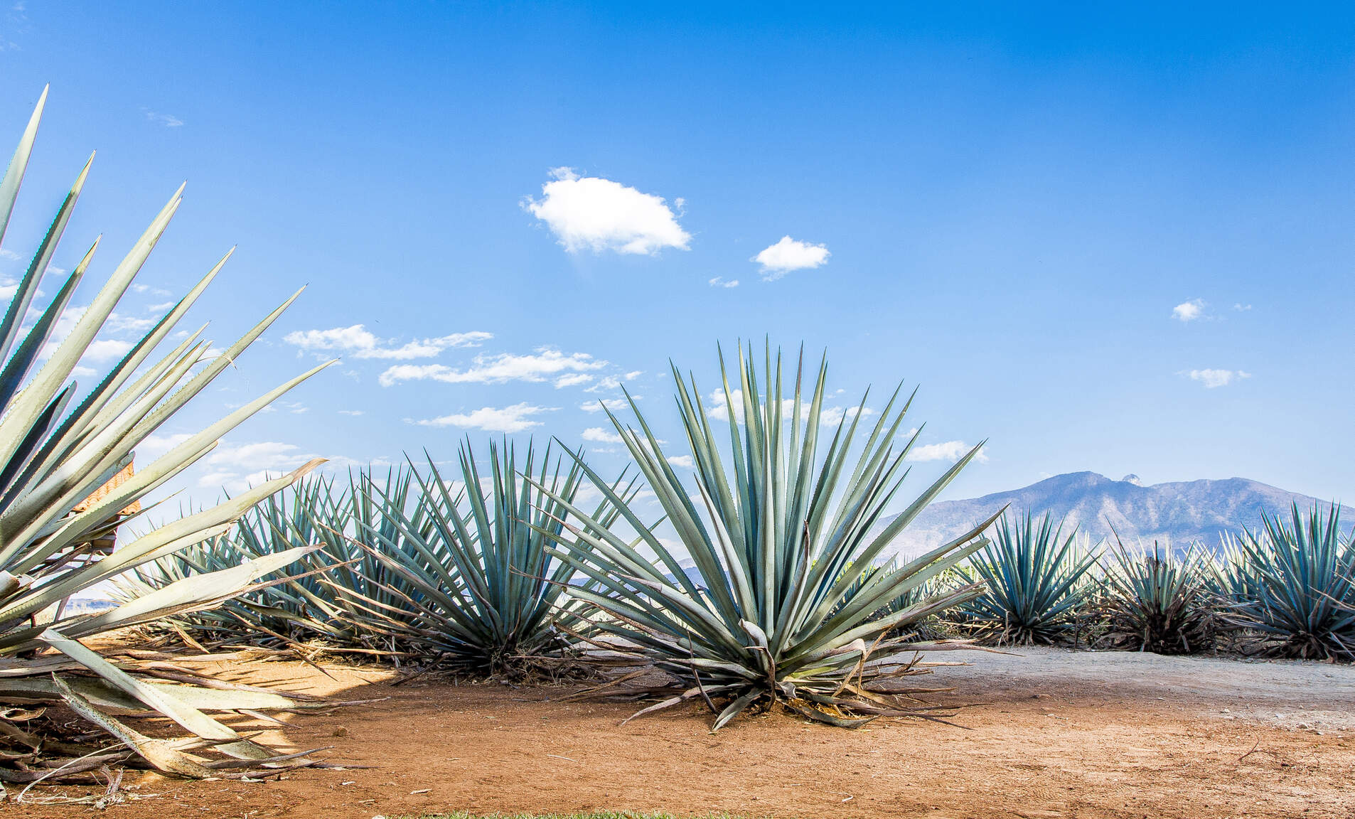 July 24th was National Tequila Day in the United States, marking the day the country celebrates the popular Mexico-produced distilled spirit